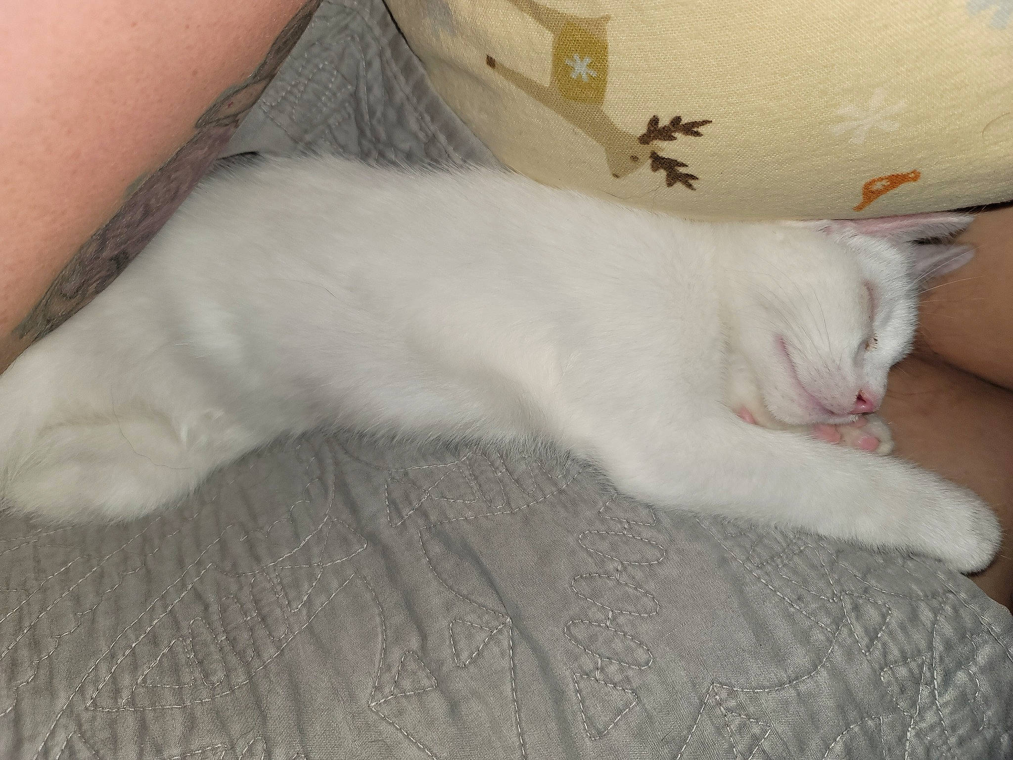 Aspen joined the competition — help win amazing prizes! bedding, blanket, carnivore, cat, claw, comfort, domestic_short_haired_cat, felidae, foot, fur, linens, nap, paw, pillow, small_to_medium_sized_cats, tail, throw_pillow, whiskers