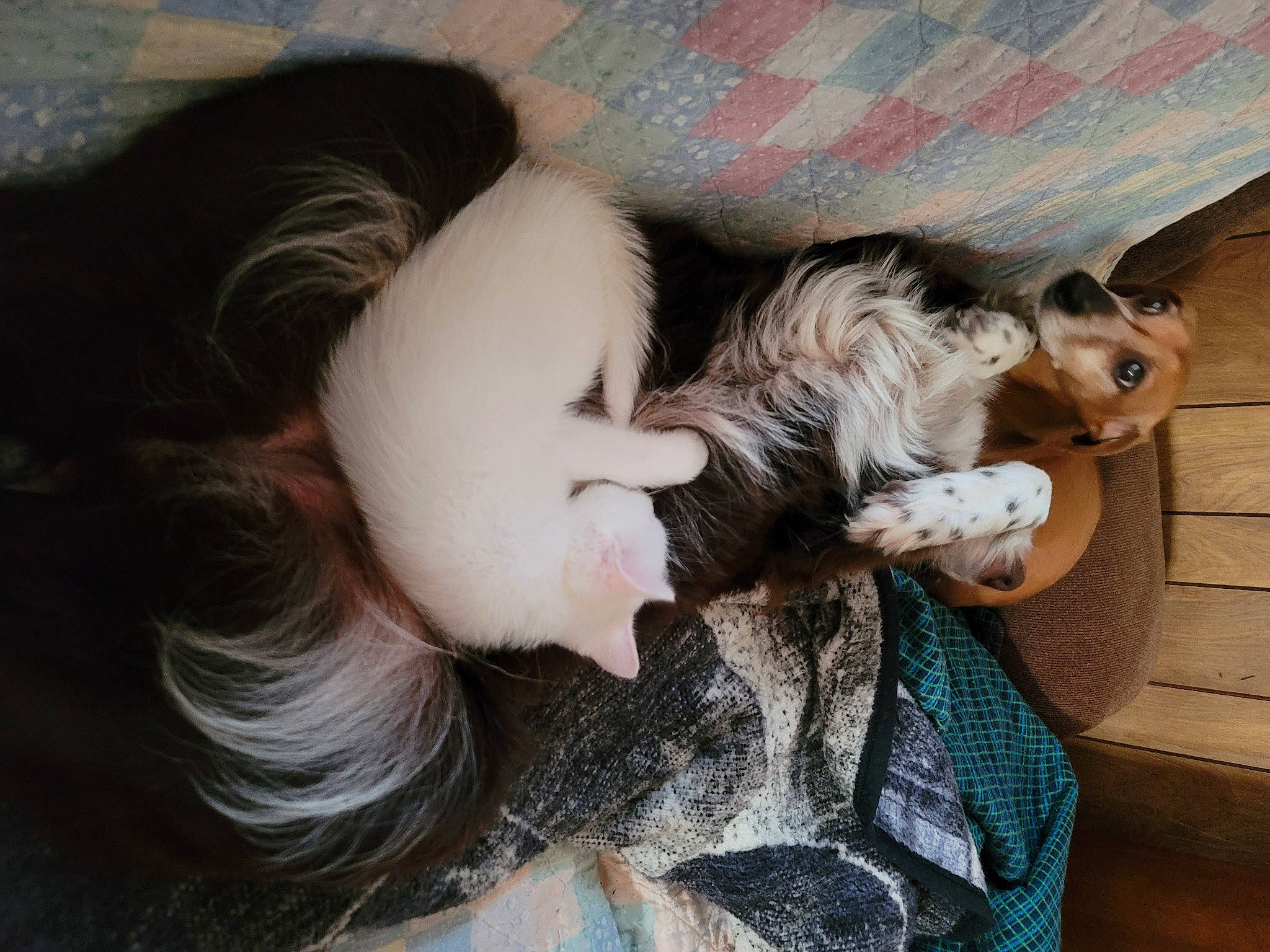 Aspen joined the competition — help win amazing prizes! cat, claw, comfort, companion_dog, dog_breed, domestic_short_haired_cat, eyelash, eyewear, fawn, felidae, fur, gesture, happy, nail, paw, selfie, sitting, small_to_medium_sized_cats, tail, whiskers