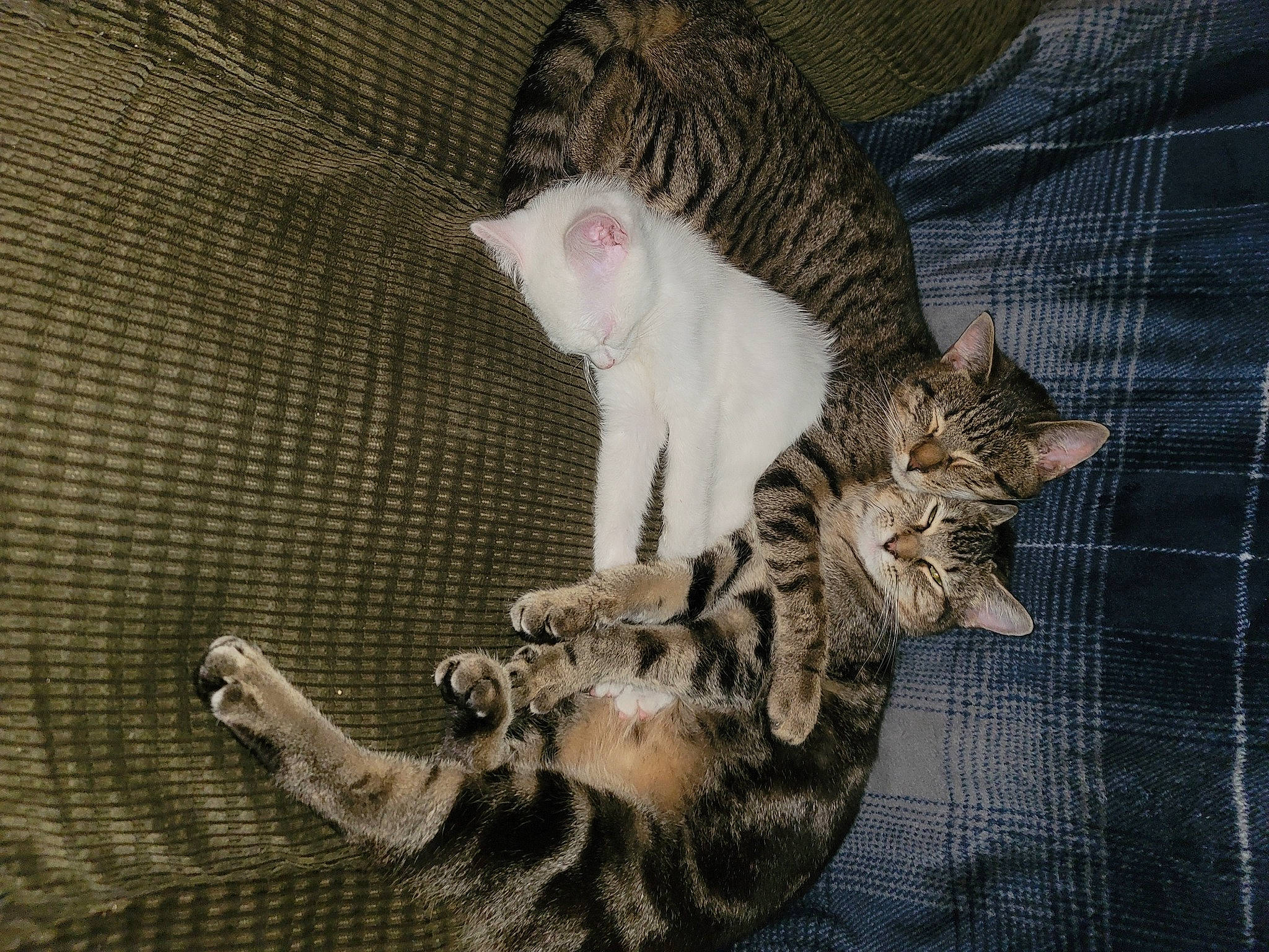 Aspen joined the competition — help win amazing prizes! carnivore, cat, claw, comfort, domestic_short_haired_cat, eye, fawn, felidae, fur, pattern, paw, sitting, small_to_medium_sized_cats, snout, tail, terrestrial_animal, whiskers, wood