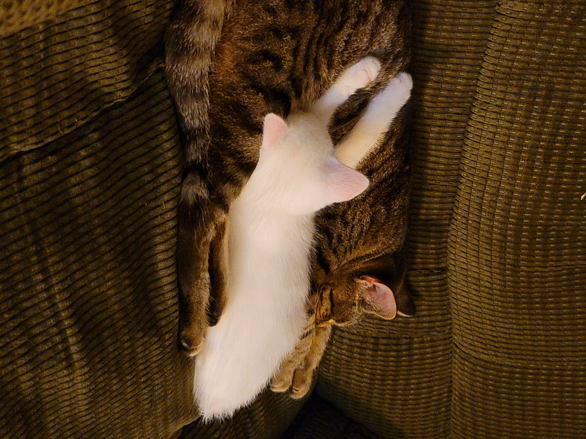 Aspen is registered to the contest to win money with this photo: bag, beige, denim, fashion_accessory, fawn, felidae, fur_clothing, gesture, glove, grey, human_leg, linens, pattern, plaid, sleeve, thigh, waist, wood, wool, wrist