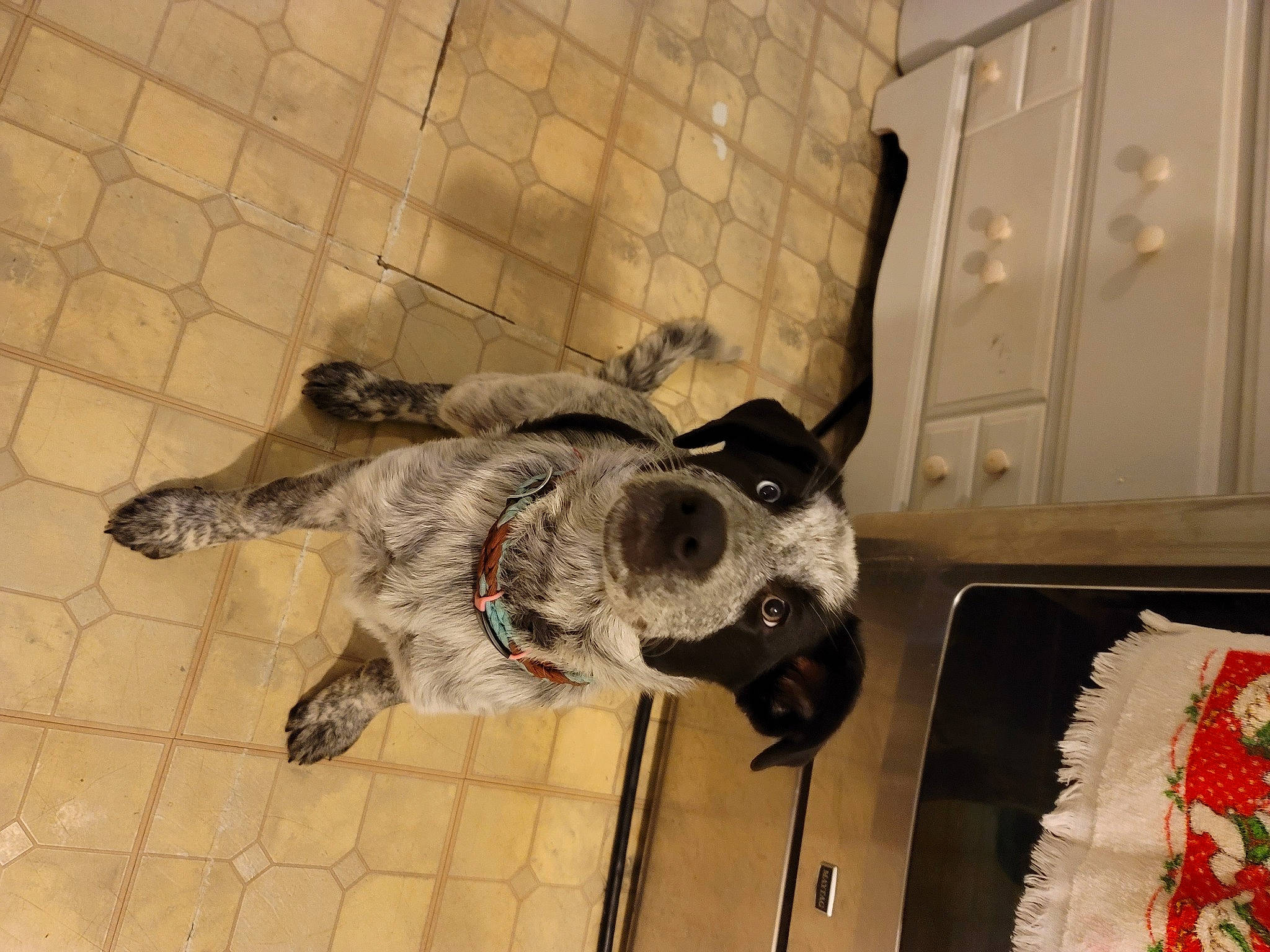 Georgia is registered to the contest to win money with this photo: cabinetry, canidae, carnivore, companion_dog, dog, dog_breed, dog_supply, fawn, felidae, floor, flooring, fur, non_sporting_group, pet_supply, room, small_to_medium_sized_cats, snout, sporting_group, tail, working_animal