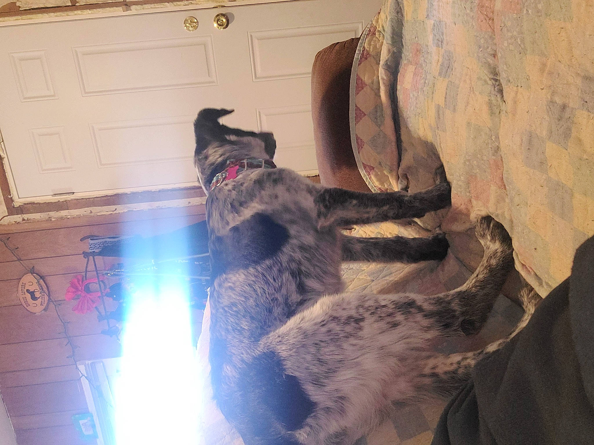 Georgia is registered to the contest to win money with this photo: black_cat, carnivore, companion_dog, dog, dog_breed, domestic_short_haired_cat, door, felidae, flooring, fur, guard_dog, hardwood, paw, room, schnauzer, shadow, small_to_medium_sized_cats, tail, whiskers, wood