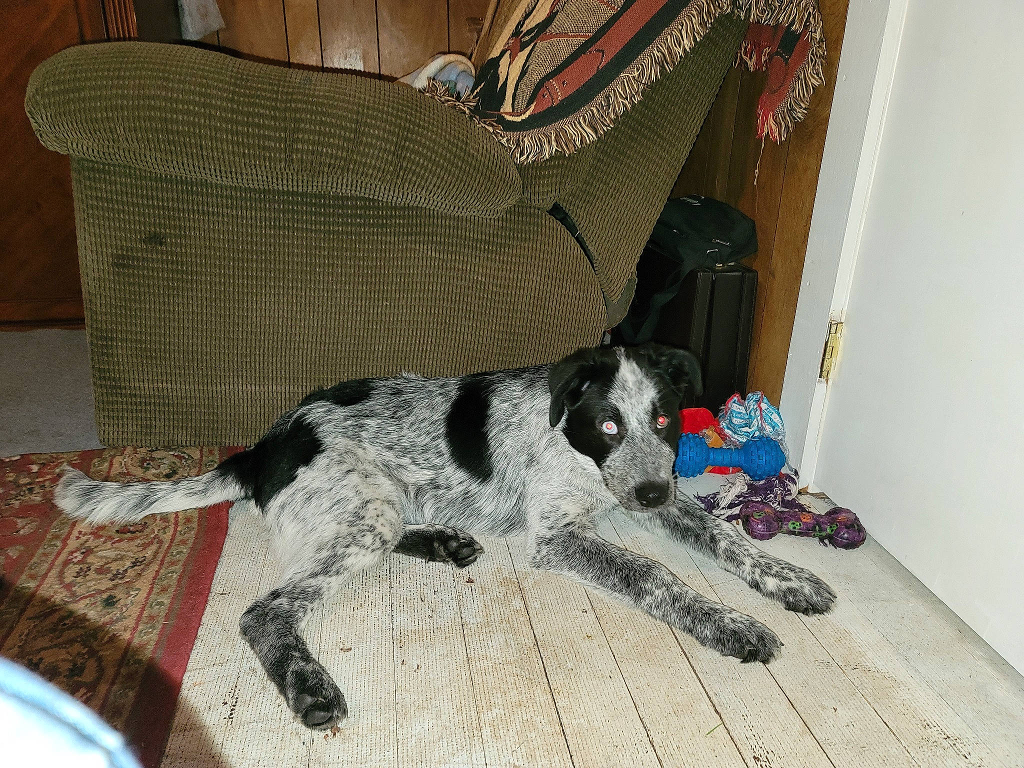 Georgia is registered to the contest to win money with this photo: canidae, carmine, carnivore, comfort, companion_dog, dog, dog_breed, dog_supply, fashion_accessory, fawn, floor, flooring, fur, hardwood, pattern, room, sporting_group, tail, wood, working_animal