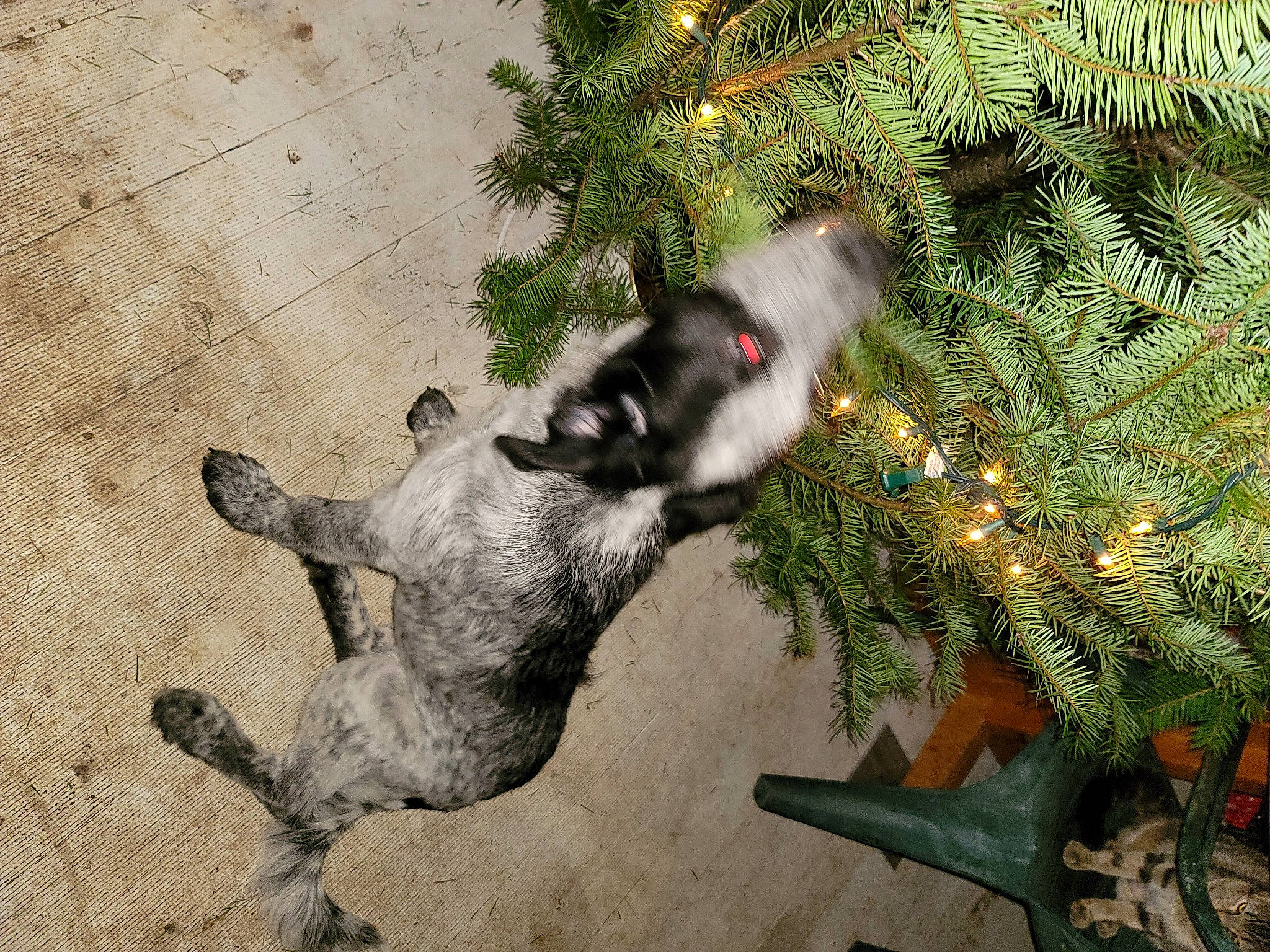 Georgia joined the competition — help win amazing prizes! christmas_ornament, christmas_tree, conifer, dog_breed, event, evergreen, fawn, fir, fur, holiday, holiday_ornament, interior_design, ornament, paw, pine, pine_family, plant, tail, tree, working_animal