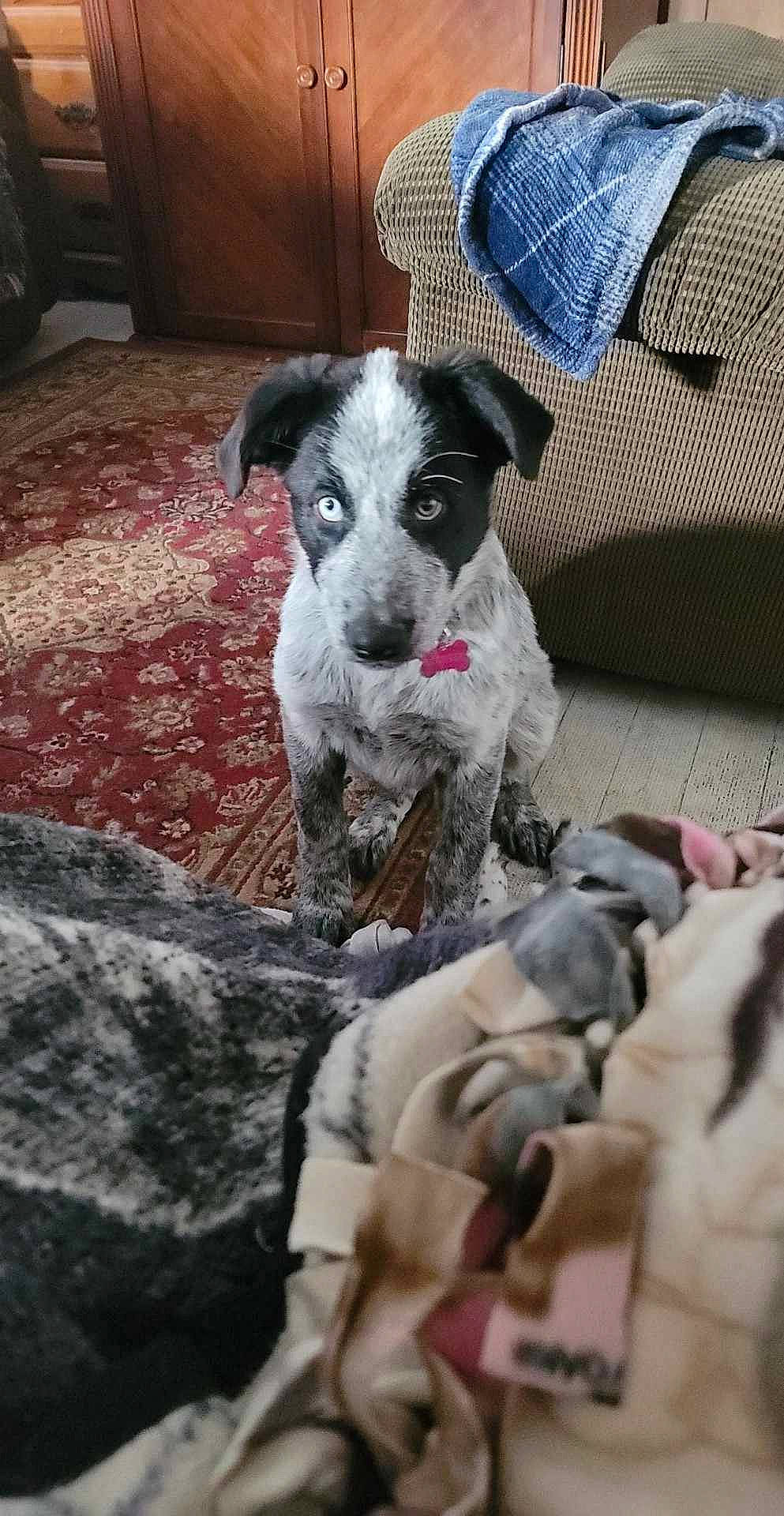 Georgia is registered to the contest to win money with this photo: canidae, carnivore, companion_dog, couch, dog, dog_breed, fur, non_sporting_group, snout, sporting_group, terrestrial_animal, terrier, tie, working_animal