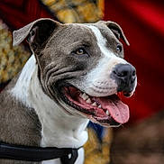 I-Teck participe au concours pour gagner de l'argent avec cette photo : dog, canine, pet, animal, happy, tongue_out, brown_and_white, harness, close_up, portrait, smiling, ears, fur, domestic_animal, outdoor, focus, blurred_background, nose, teeth, expression
