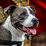 dog, canine, pet, animal, happy, tongue_out, brown_and_white, harness, close_up, portrait, smiling, ears, fur, domestic_animal, outdoor, focus, blurred_background, nose, teeth, expression