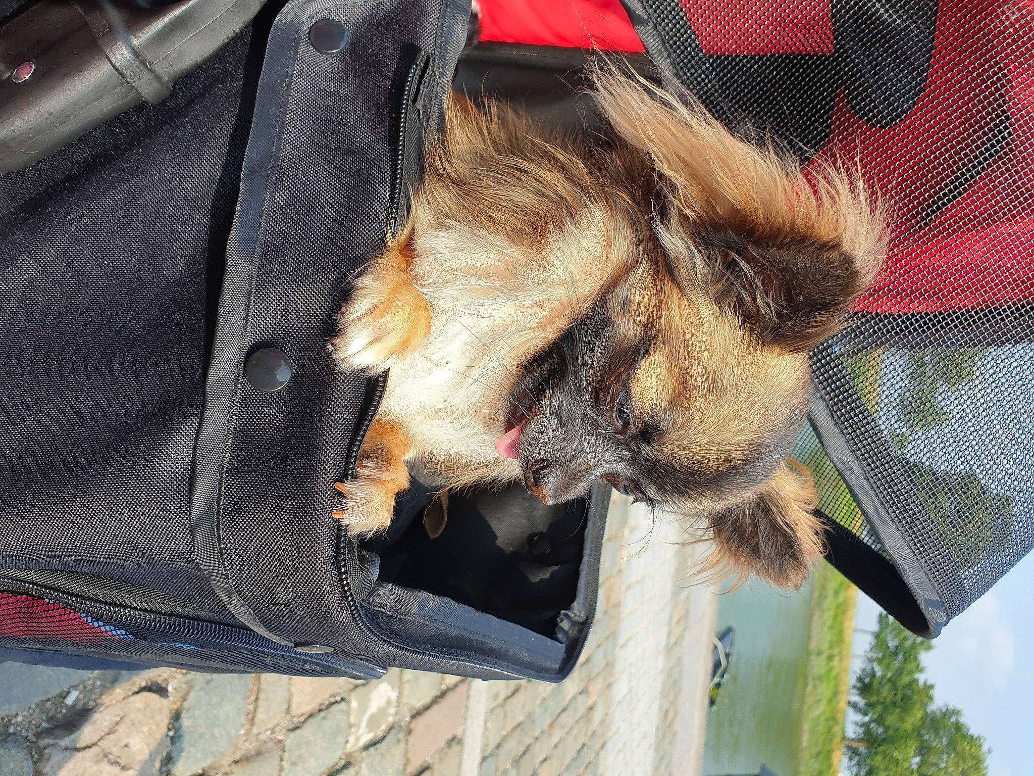 Nougat a rejoint le concours — aidez-le/la à gagner de superbes lots ! bag, baggage, bat, canidae, carnivore, claw, companion_dog, dog, dog_breed, fawn, felidae, fur, luggage_and_bags, pet_supply, sky, snout, sporting_group, tail, tree, whiskers