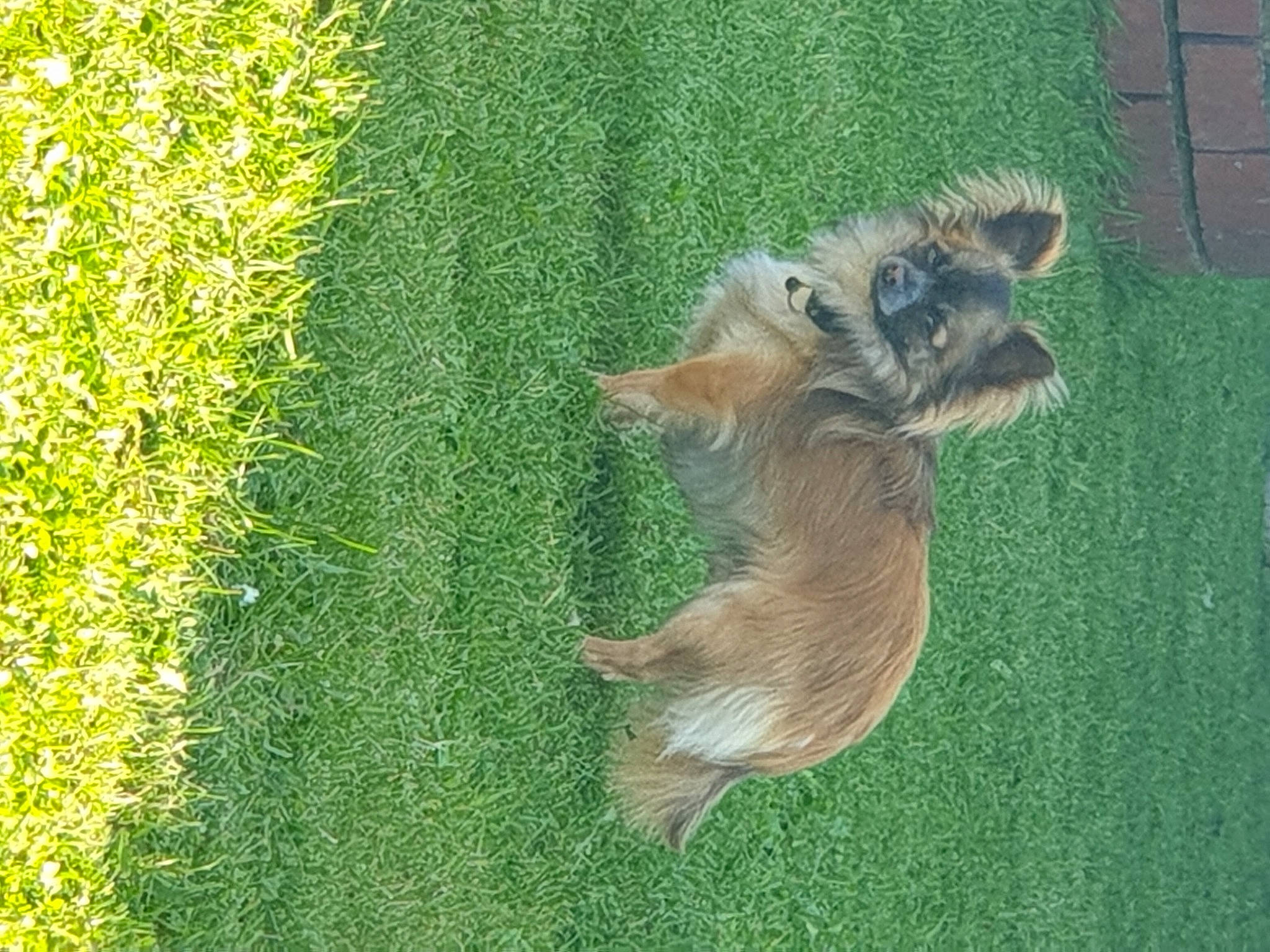 Nougat a rejoint le concours — aidez-le/la à gagner de superbes lots ! canidae, carnivore, companion_dog, dog, dog_breed, fawn, fur, grass, grass_family, grassland, groundcover, lawn, liver, plant, snout, tail, terrestrial_animal, terrier, toy_dog, wood