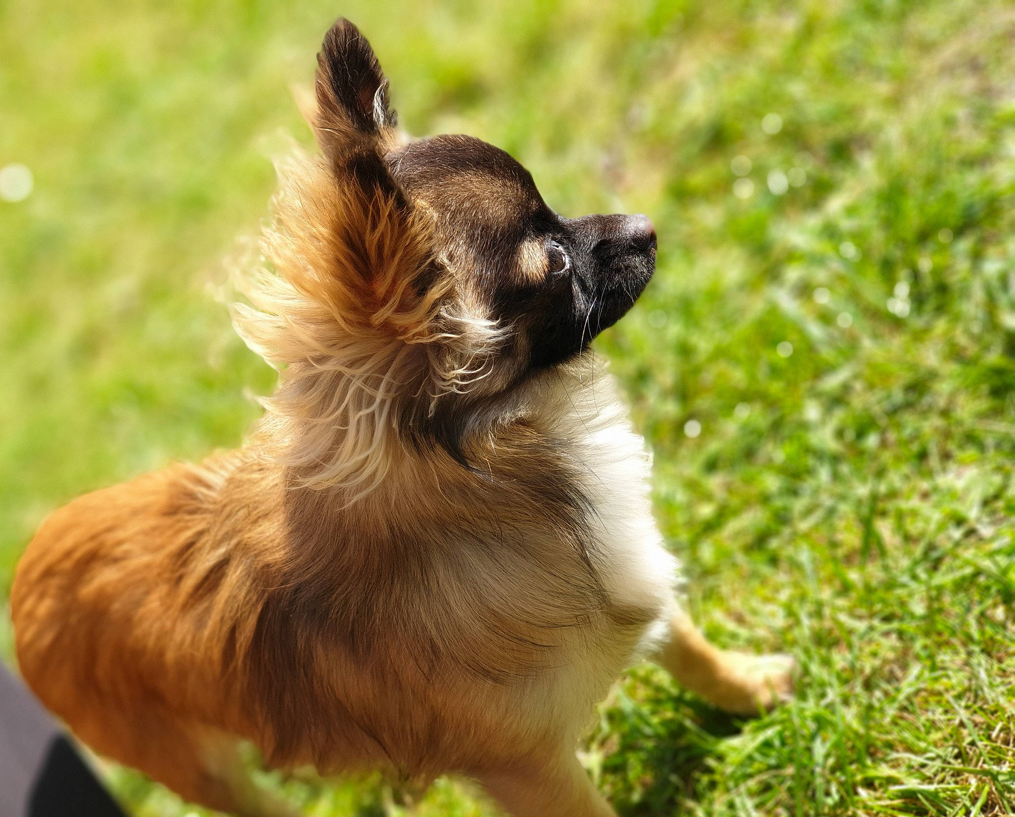 Nougat a rejoint le concours — aidez-le/la à gagner de superbes lots ! canidae, carnivore, companion_dog, dog, dog_breed, fawn, fur, grass, grassland, liver, plant, snout, sporting_group, tail, terrestrial_animal, toy_dog, whiskers, wildlife, working_animal, working_dog