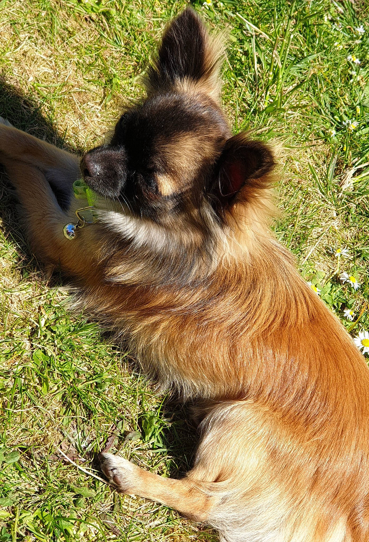 Nougat participe au concours pour gagner de l'argent avec cette photo : canidae, carnivore, dog_breed, fawn, fur, goat, goats, grass, liver, livestock, plant, snout, sporting_group, suidae, terrestrial_animal, wildlife, working_animal