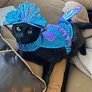 Korra is registered to the contest to win money with this photo: cat, black_cat, costume, mermaid_costume, blue, couch, pillow, pet, indoor, animal, feline, relaxed, looking_at_camera, fabric, shiny, sequin, tail, headgear, cute, domestic_animal