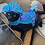 cat, black_cat, costume, mermaid_costume, blue, couch, pillow, pet, indoor, animal, feline, relaxed, looking_at_camera, fabric, shiny, sequin, tail, headgear, cute, domestic_animal