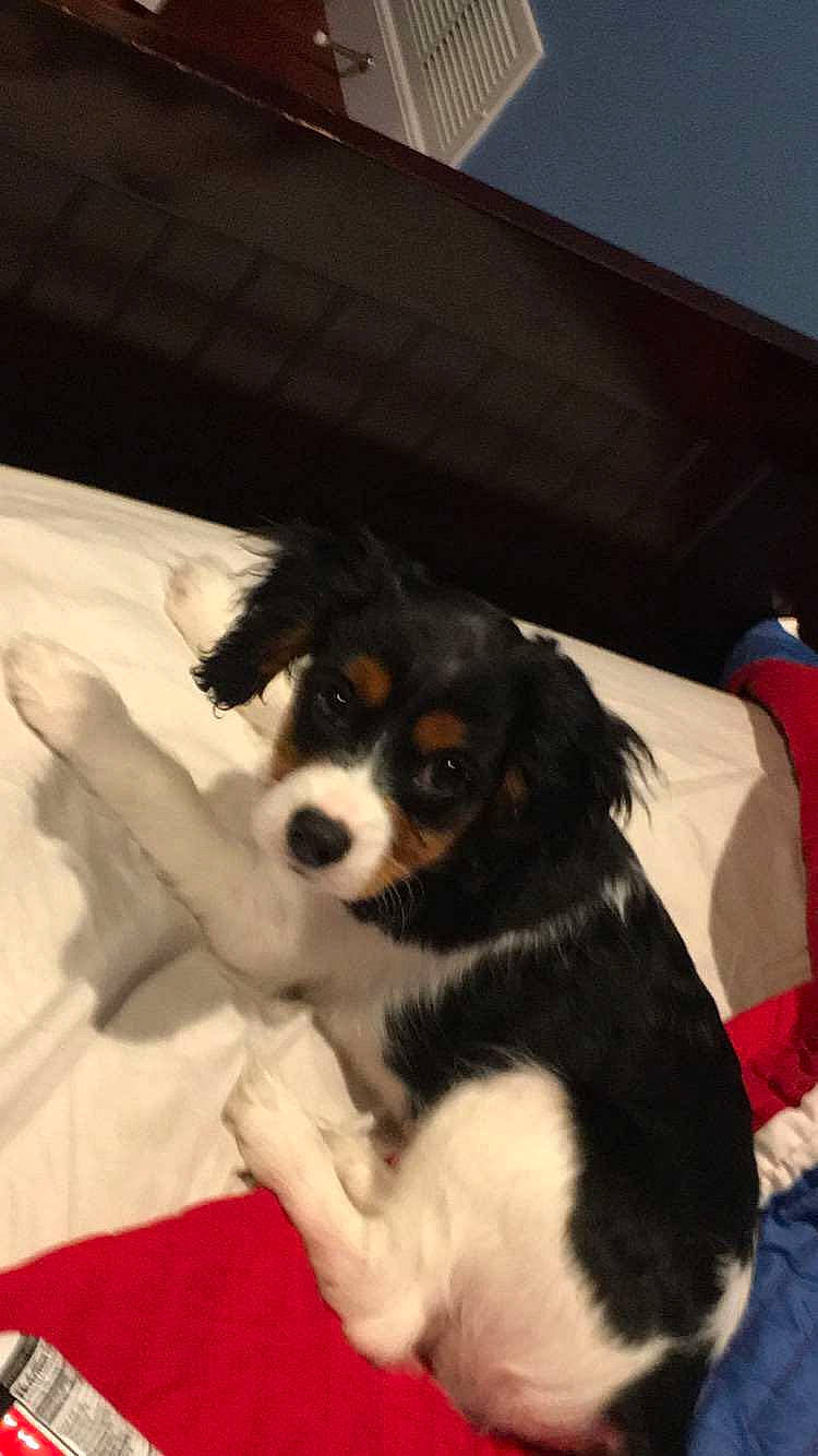 Harley joined the competition — help win amazing prizes! canidae, carmine, carnivore, cavalier_king_charles_spaniel, companion_dog, dog, dog_breed, fur, linens, puppy, snout, sporting_group, tail, toy_dog, vertebrate, working_animal, working_dog