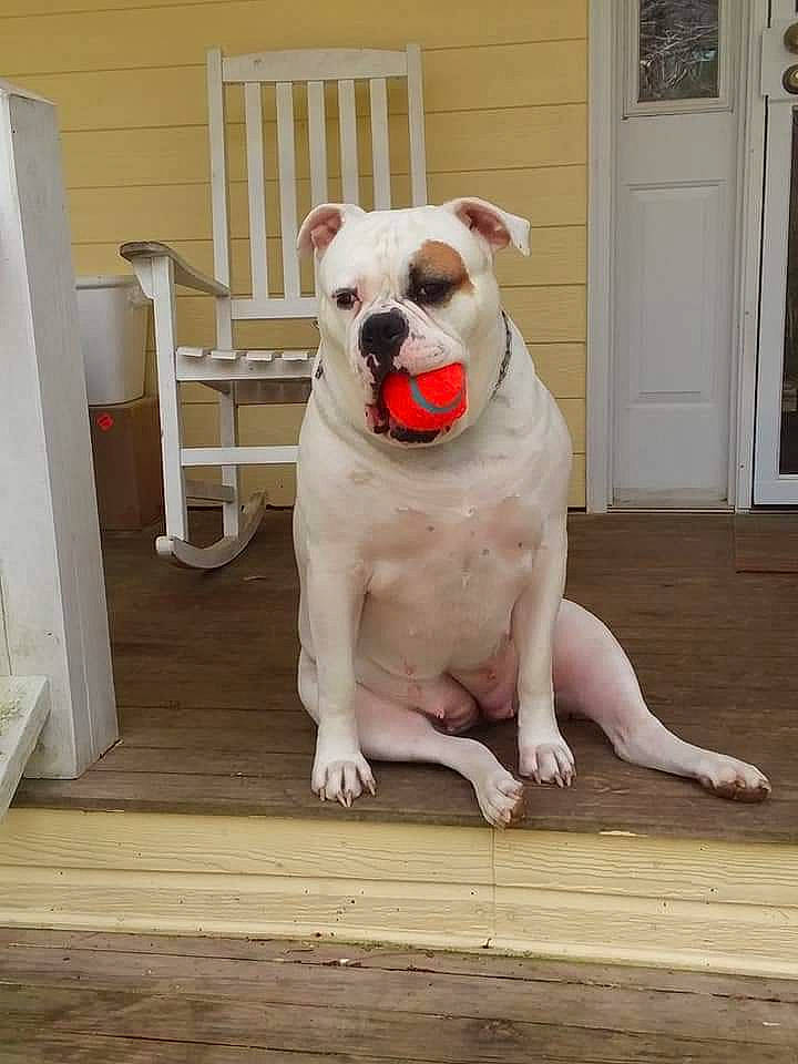 Poohbear joined the competition — help win amazing prizes! canidae, carnivore, collar, companion_dog, dog, dog_breed, door, fawn, flooring, fur, hardwood, pet_supply, snout, sporting_group, stairs, tail, toy_dog, whiskers, wood, working_animal