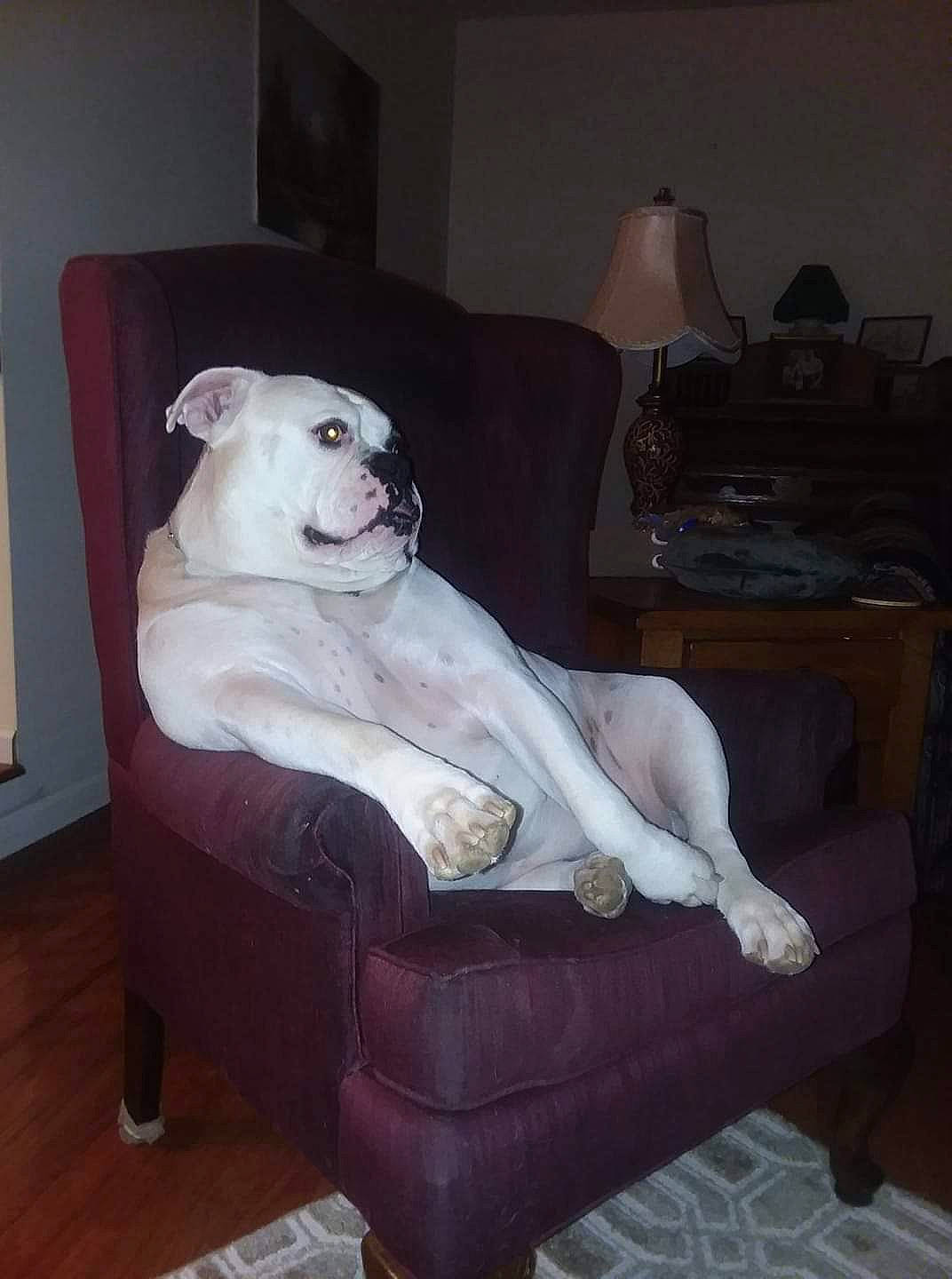 Poohbear is registered to the contest to win money with this photo: art, carnivore, club_chair, comfort, companion_dog, couch, dog, dog_breed, fawn, flooring, fur, guard_dog, hardwood, living_room, recliner, room, sporting_group, studio_couch, tail, toy_dog