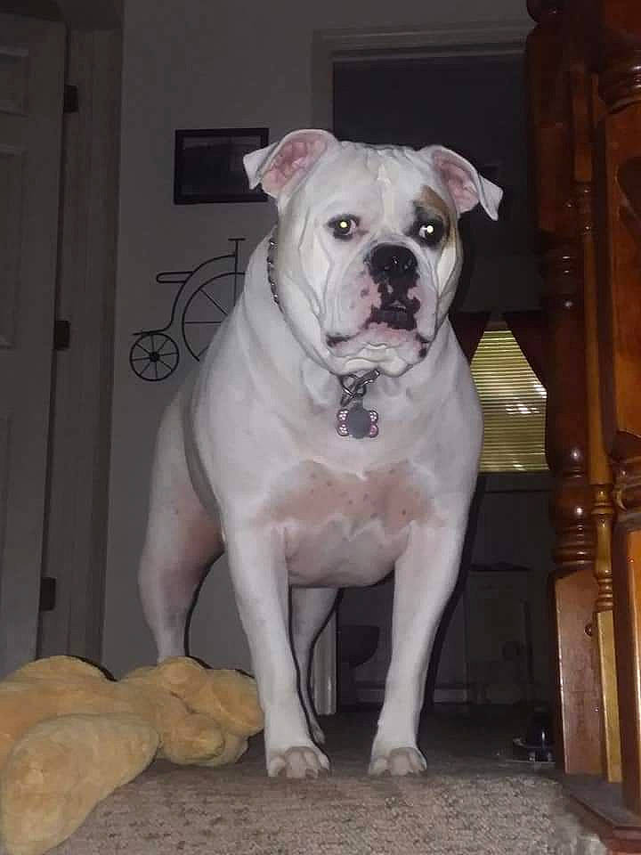 Poohbear joined the competition — help win amazing prizes! bulldog, carnivore, collar, companion_dog, dog, dog_breed, dog_collar, door, fawn, molosser, non_sporting_group, snout, window, working_animal, wrinkle