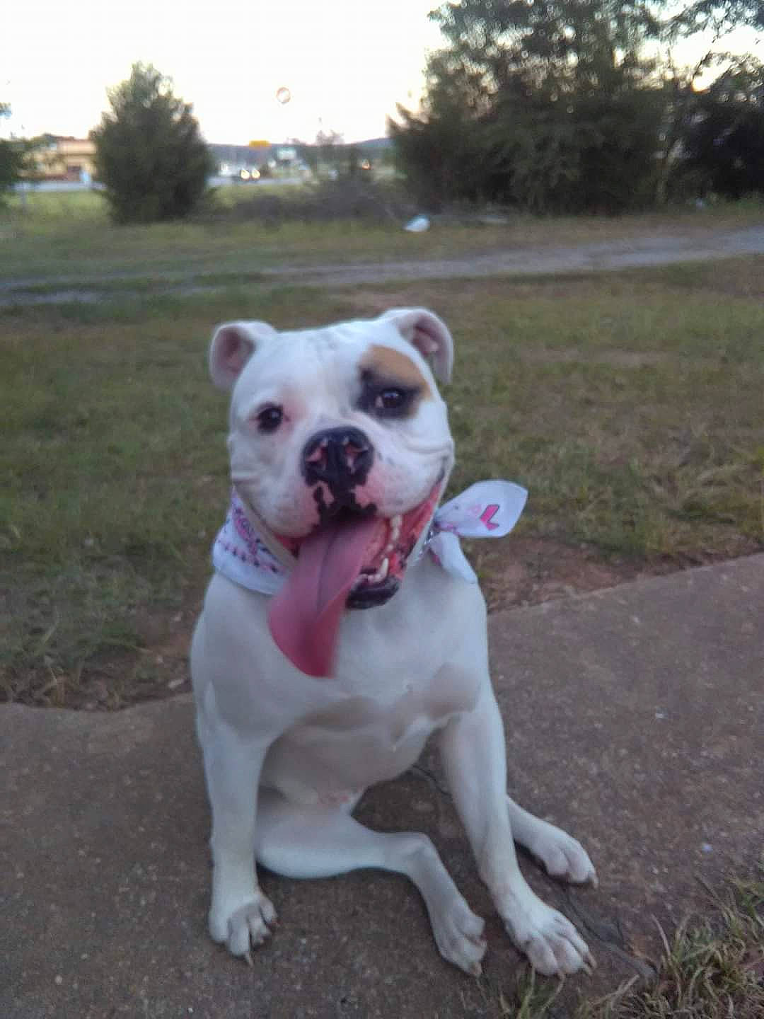 Poohbear is registered to the contest to win money with this photo: canidae, carnivore, collar, companion_dog, dog, dog_breed, dog_collar, dogo_guatemalteco, fawn, grass, molosser, non_sporting_group, plant, sky, snout, sporting_group, tail, tree, whiskers, working_animal