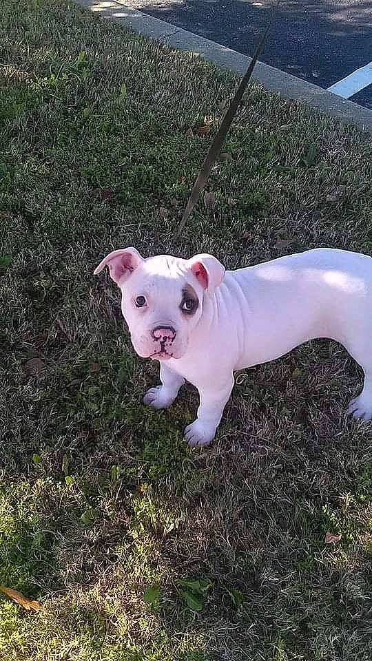 Poohbear joined the competition — help win amazing prizes! canidae, carmine, carnivore, collar, companion_dog, dog, dog_breed, dogo_argentino, dogo_guatemalteco, fawn, grass, livestock, non_sporting_group, plant, snout, sporting_group, tail, terrestrial_animal, whiskers, working_animal