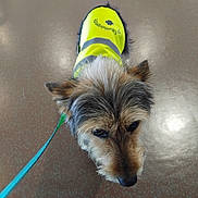 Saphira participe au concours pour gagner de l'argent avec cette photo : dog, puppy, terrier, scruffy_fur, small_dog, safety_vest, reflective_clothing, neon_yellow, leash, outdoor, portrait, close_up, looking_up, brown_fur, gray_fur, black_nose, floppy_ears, floor, pet, companion_animal