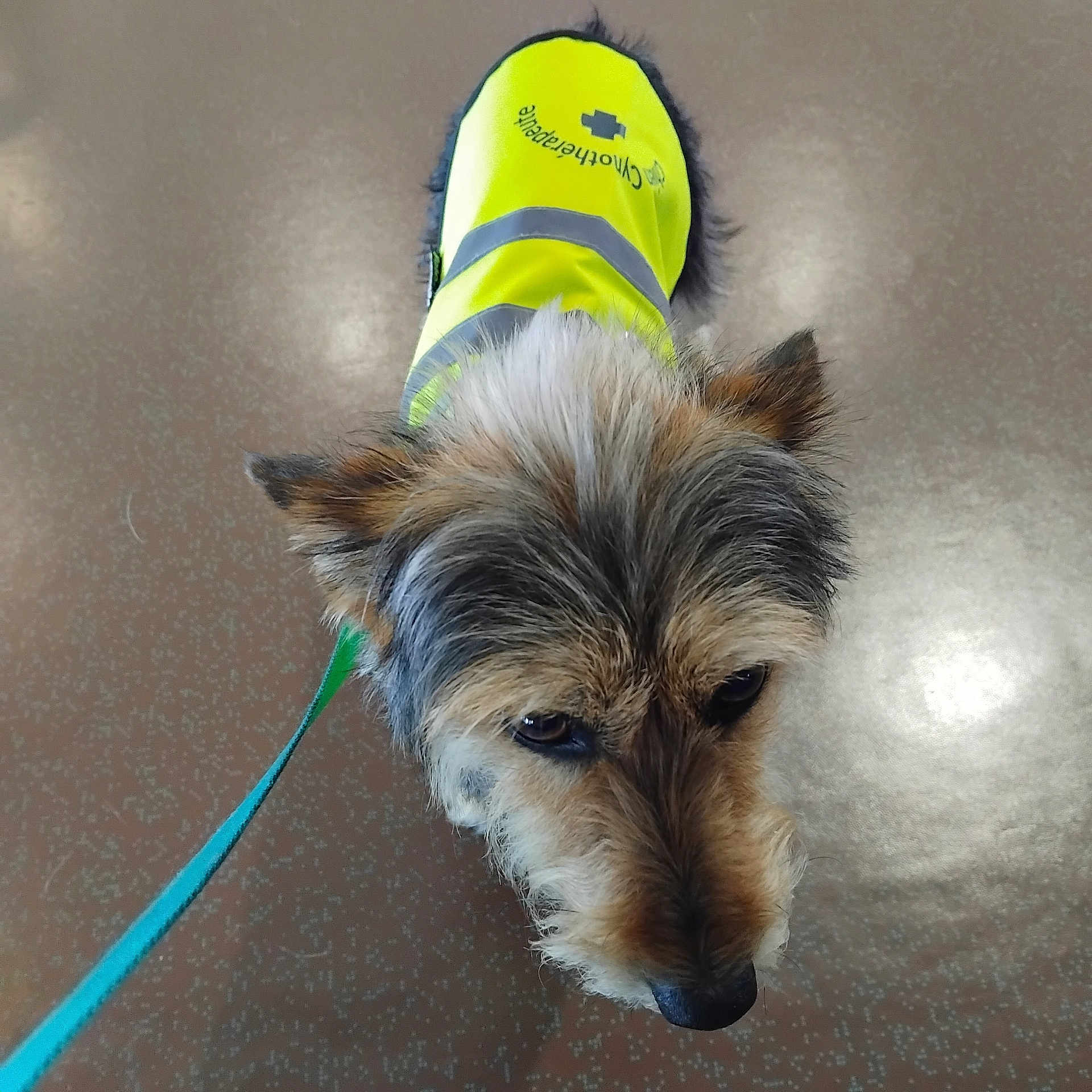 Saphira participe au concours pour gagner de l'argent avec cette photo : dog, puppy, terrier, scruffy_fur, small_dog, safety_vest, reflective_clothing, neon_yellow, leash, outdoor, portrait, close_up, looking_up, brown_fur, gray_fur, black_nose, floppy_ears, floor, pet, companion_animal