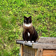 Fleure a rejoint le concours — aidez-le/la à gagner de superbes lots ! animal, blue_eyes, calm, cat, domestic_animal, feline, fur, grass, greenery, leafy_background, mammal, nature, outdoor, pet, plant, resting, sitting, wood, wooden_roof, wooden_structure