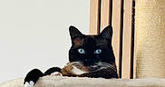 Fleure a rejoint le concours — aidez-le/la à gagner de superbes lots ! animal, black_and_white_cat, blue_eyes, cat, cat_tree, cozy, cute, domestic_animal, feline, fur, hammock, indoor, minimalist, paw, pet, pet_furniture, relaxed, resting, whiskers, wooden_slats