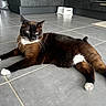 Fleure a rejoint le concours — aidez-le/la à gagner de superbes lots ! animal, brown_cat, cat, domestic_cat, ears, feline, floor_tiles, four_legs, fur, house_pet, indoor, laying_down, looking_away, modern_kitchen, pet, relaxed, tiled_floor, whiskers, white_chest, white_paws