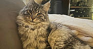 Vegas a rejoint le concours — aidez-le/la à gagner de superbes lots ! animal, blanket, blinds, cat, couch, cozy, cute, domestic_cat, feline, fluffy_fur, fur, indoor, living_room, mammal, pet, portrait, relaxed, resting, tabby_cat, window