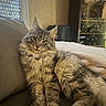 animal, blanket, blinds, cat, couch, cozy, cute, domestic_cat, feline, fluffy_fur, fur, indoor, living_room, mammal, pet, portrait, relaxed, resting, tabby_cat, window
