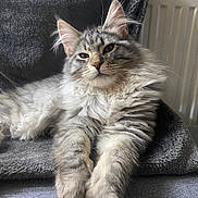 Vegas a rejoint le concours — aidez-le/la à gagner de superbes lots ! animal, blanket, cat, comfortable, cozy, cute, feline, fluffy, fur, grey, household, indoor, mammal, paw, pet, portrait, relaxed, resting, soft, whiskers