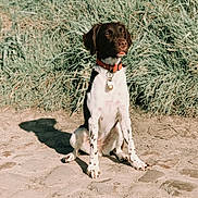 Nala participe au concours pour gagner de l'argent avec cette photo : braque_dauvergne, braque_du_bourbonnais, braque_francais, canidae, carnivore, dog, dog_breed, german_shorthaired_pointer, hunting_dog, mammal, old_danish_pointer, pachon_navarro, pointer, pointing_breed, small_munsterlander, sporting_group, vertebrate