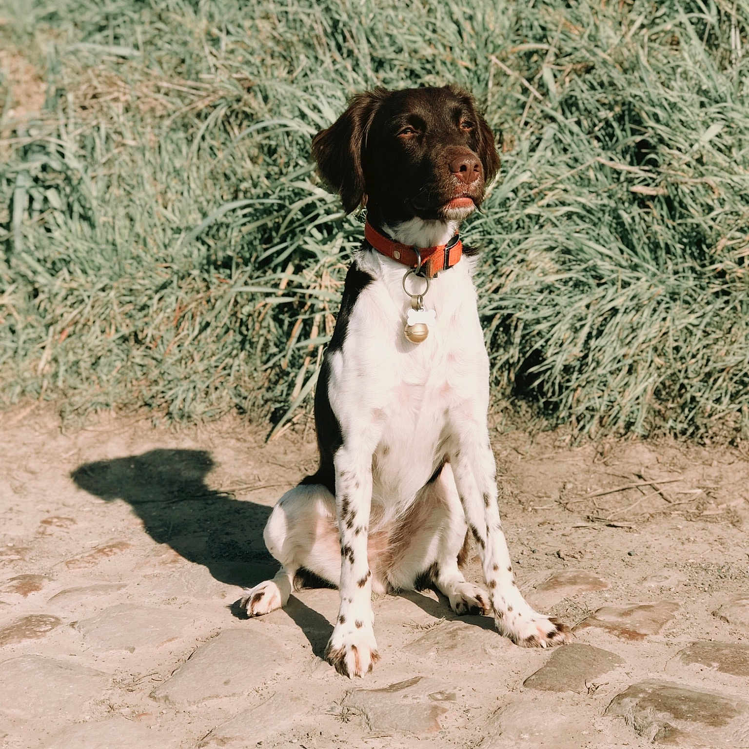 Nala