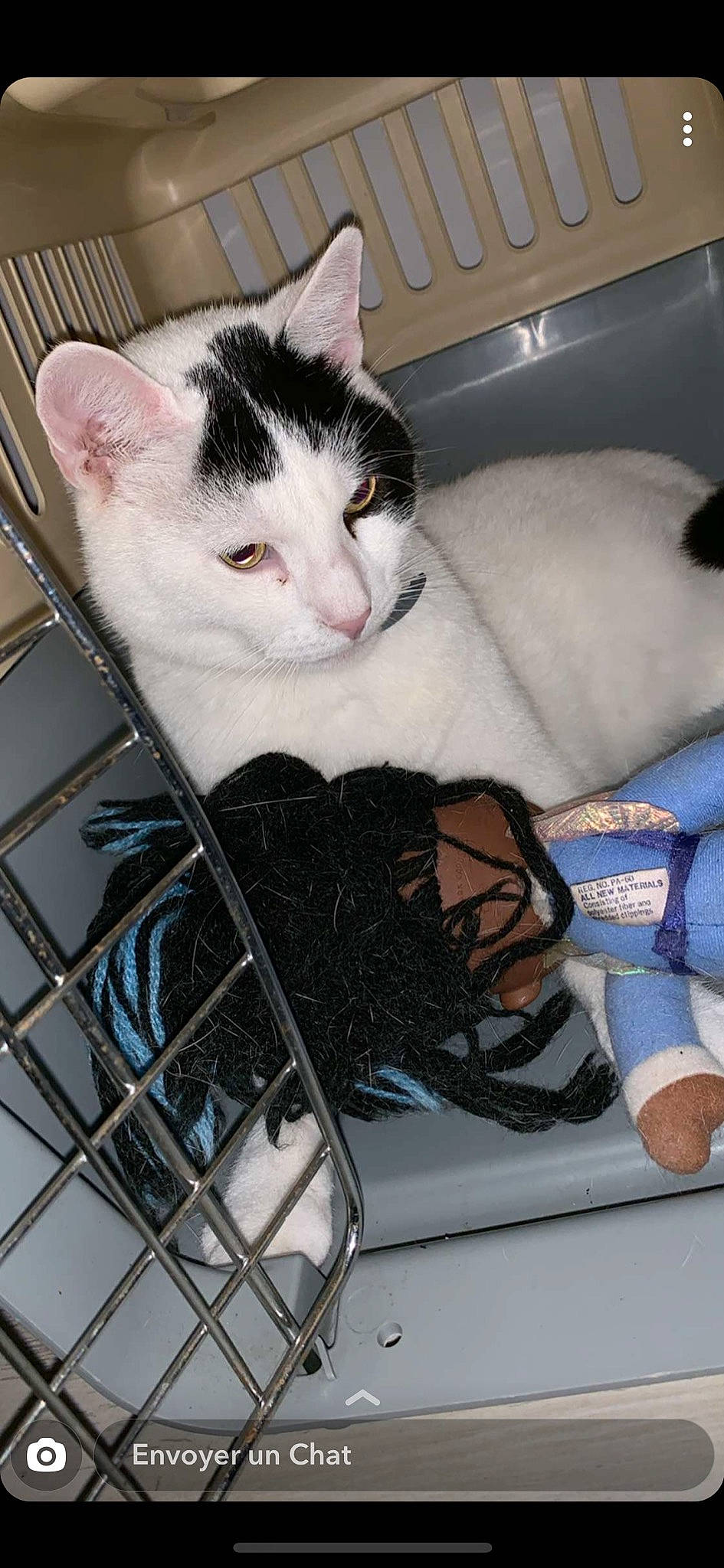 Guizmo a rejoint le concours — aidez-le/la à gagner de superbes lots ! aegean_cat, animal_shelter, asian, carnivore, cat, domestic_short_haired_cat, european_shorthair, felidae, kitten, leg, mammal, polydactyl_cat, small_to_medium_sized_cats, turkish_van, whiskers