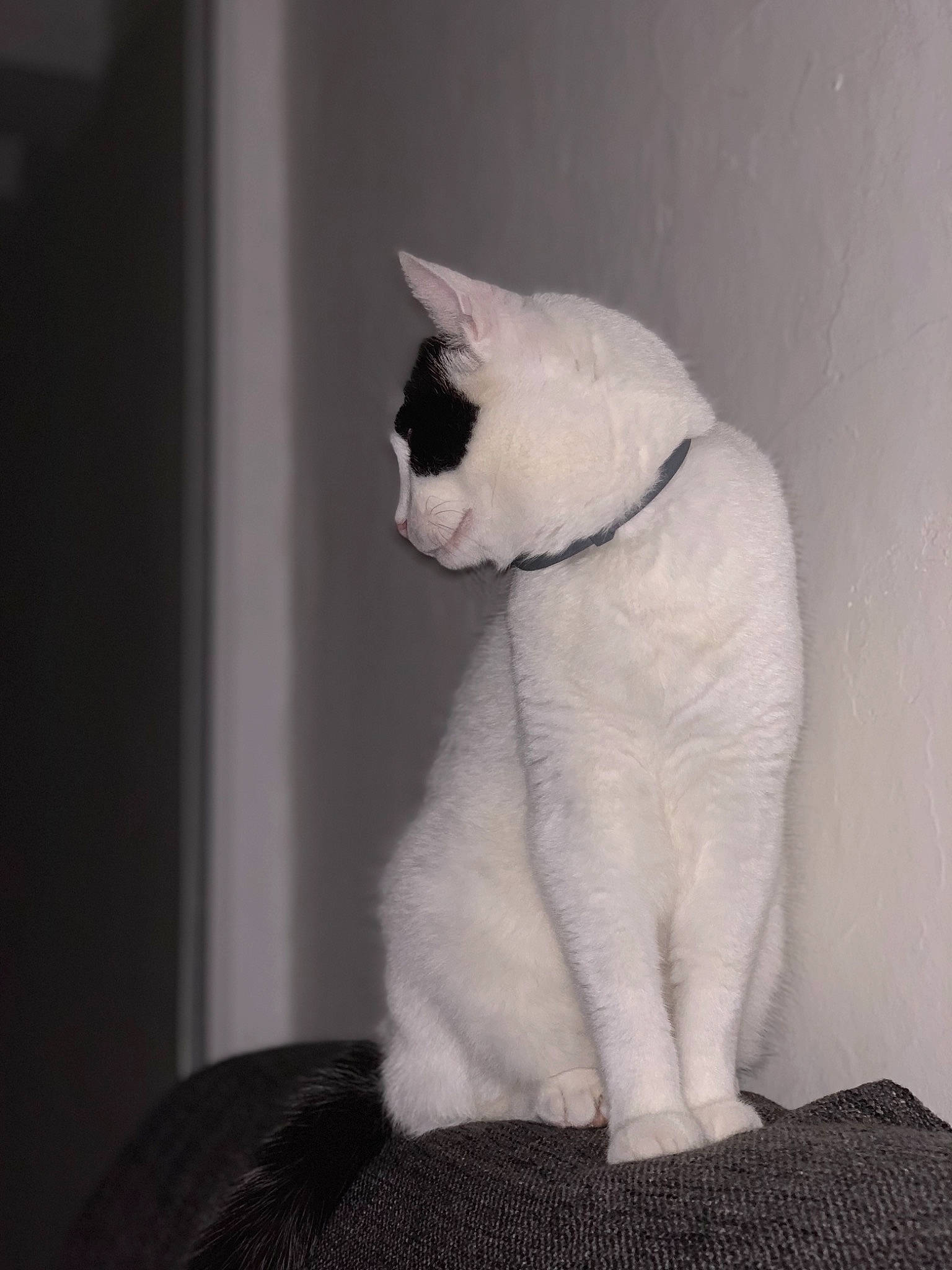 Guizmo a rejoint le concours — aidez-le/la à gagner de superbes lots ! carnivore, cat, felidae, fur, small_to_medium_sized_cats, snout, tail, whiskers