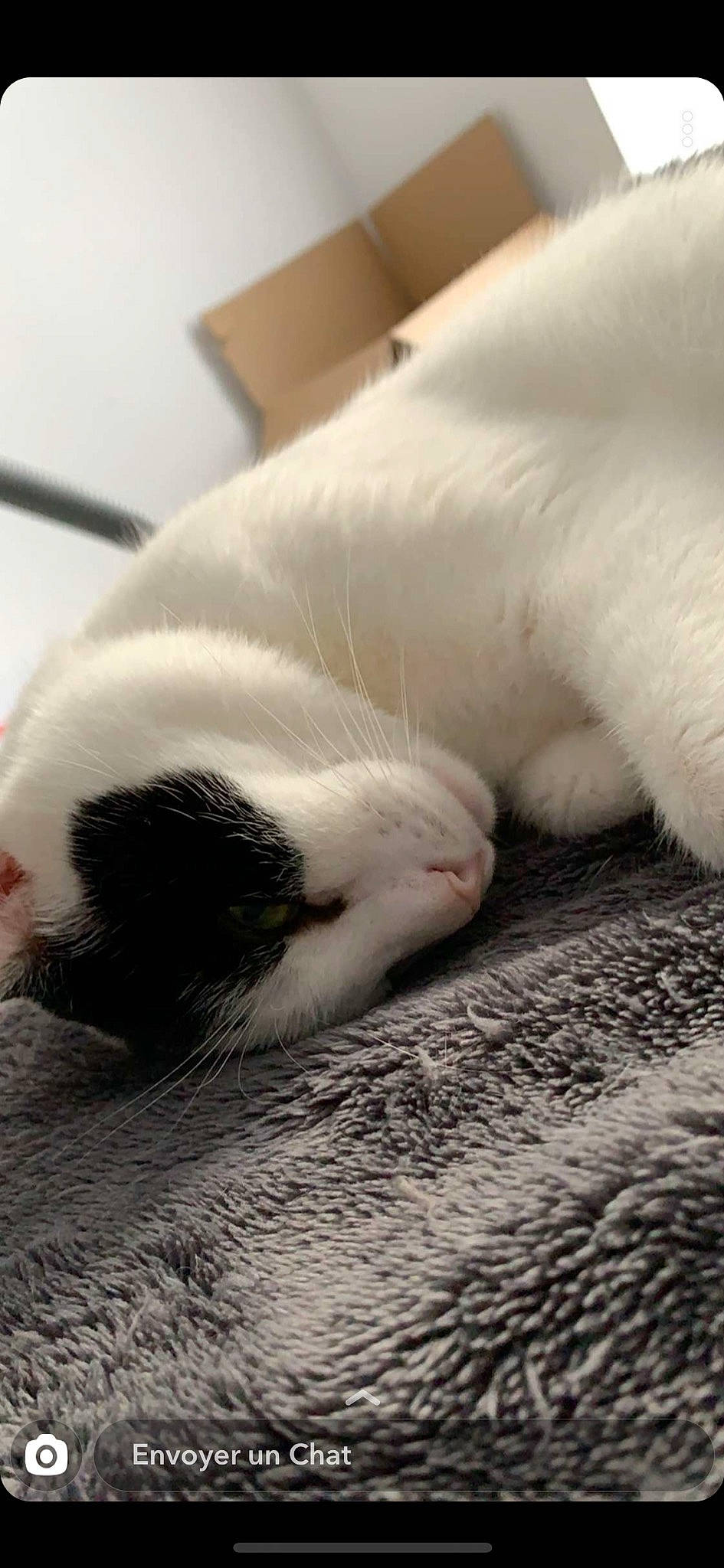 Guizmo a rejoint le concours — aidez-le/la à gagner de superbes lots ! canidae, carnivore, cat, felidae, fur, nap, paw, small_to_medium_sized_cats, snout, whiskers