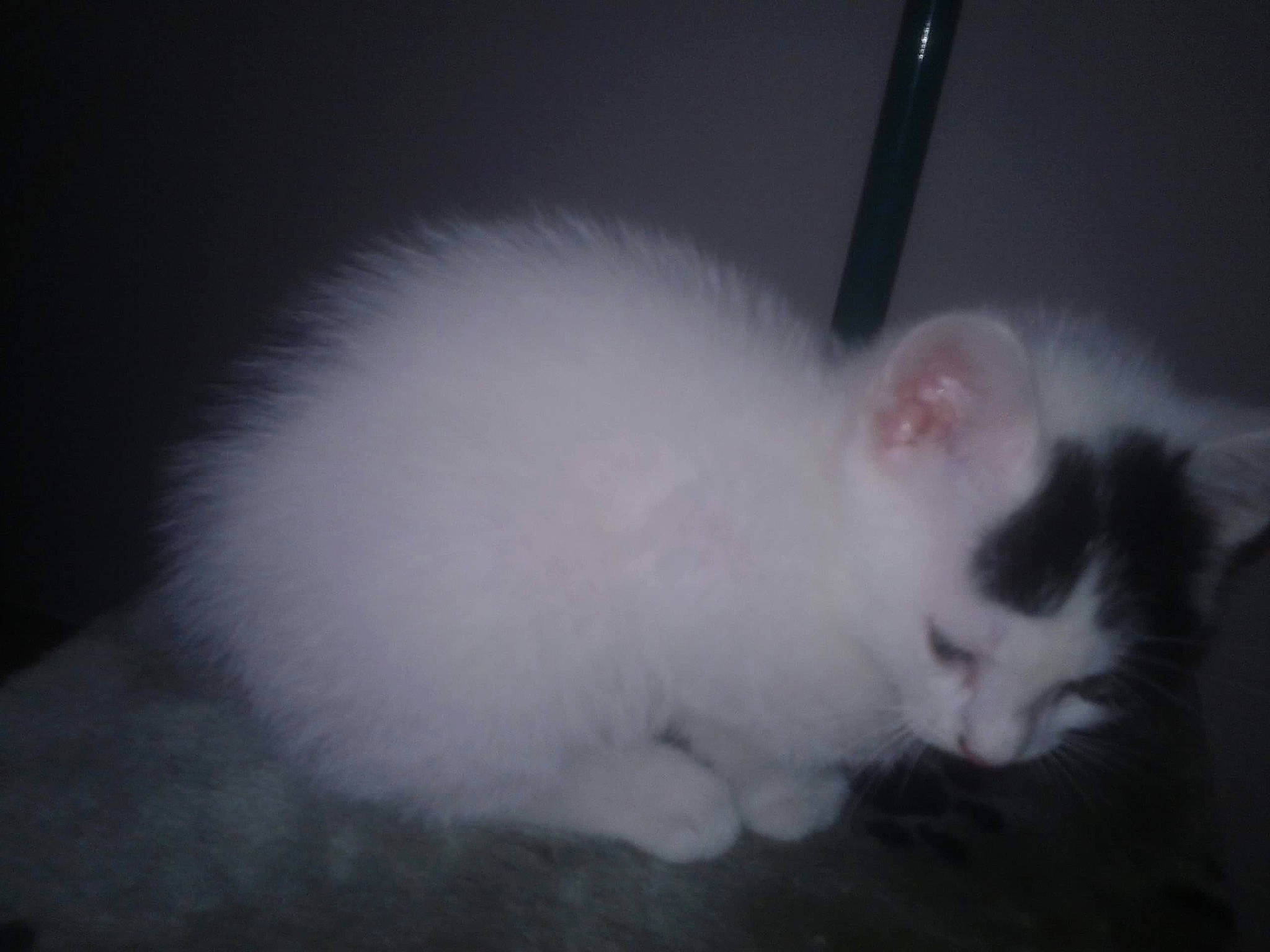 Guizmo a rejoint le concours — aidez-le/la à gagner de superbes lots ! carnivore, cat, domestic_long_haired_cat, ear, eye, felidae, fur, kitten, mammal, norwegian_forest_cat, nose, persian, ragdoll, skin, small_to_medium_sized_cats, tail, turkish_angora, turkish_van, whiskers, white