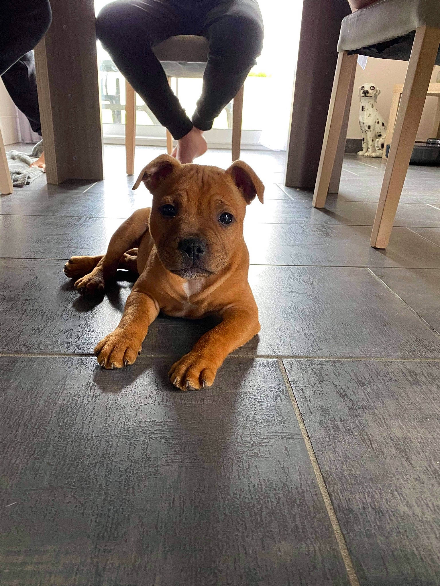 Rex a rejoint le concours — aidez-le/la à gagner de superbes lots ! american_pit_bull_terrier, canidae, carnivore, companion_dog, dog, dog_breed, fawn, floor, flooring, hardwood, mammal, non_sporting_group, pit_bull, puppy, rare_breed_dog, snout, staffordshire_bull_terrier, vertebrate
