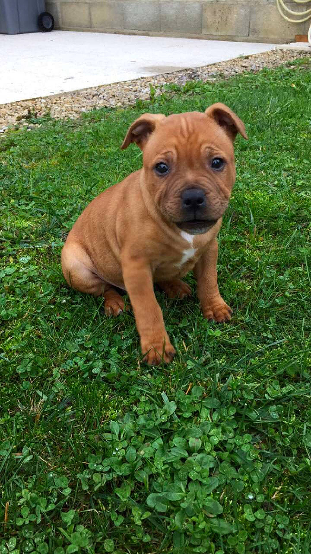 Rex a rejoint le concours — aidez-le/la à gagner de superbes lots ! american_pit_bull_terrier, american_staffordshire_terrier, canidae, carnivore, companion_dog, dog, dog_breed, fawn, grass, mammal, molosser, non_sporting_group, perro_de_presa_mallorquin, plant, snout, staffordshire_bull_terrier, vertebrate