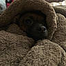 Ramona Flowers is registered to the contest to win money with this photo: dog, blanket, cozy, indoor, brown, fur, face, snug, pet, comfort, warm, resting, cute, animal, portrait, soft, texture, wrapped, sleepy, closeup