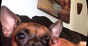 Ramona Flowers is registered to the contest to win money with this photo: affection, animal, brown_fur, canine, close_up, companion, couch, cute, dog, ears, friendship, indoor, licking, love, nose, painting, pet, tongue, wall, winking