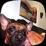 Ramona Flowers is registered to the contest to win money with this photo: dog, close_up, licking, winking, pet, animal, brown_fur, ears, nose, couch, indoor, painting, wall, friendship, cute, affection, tongue, canine, companion, love