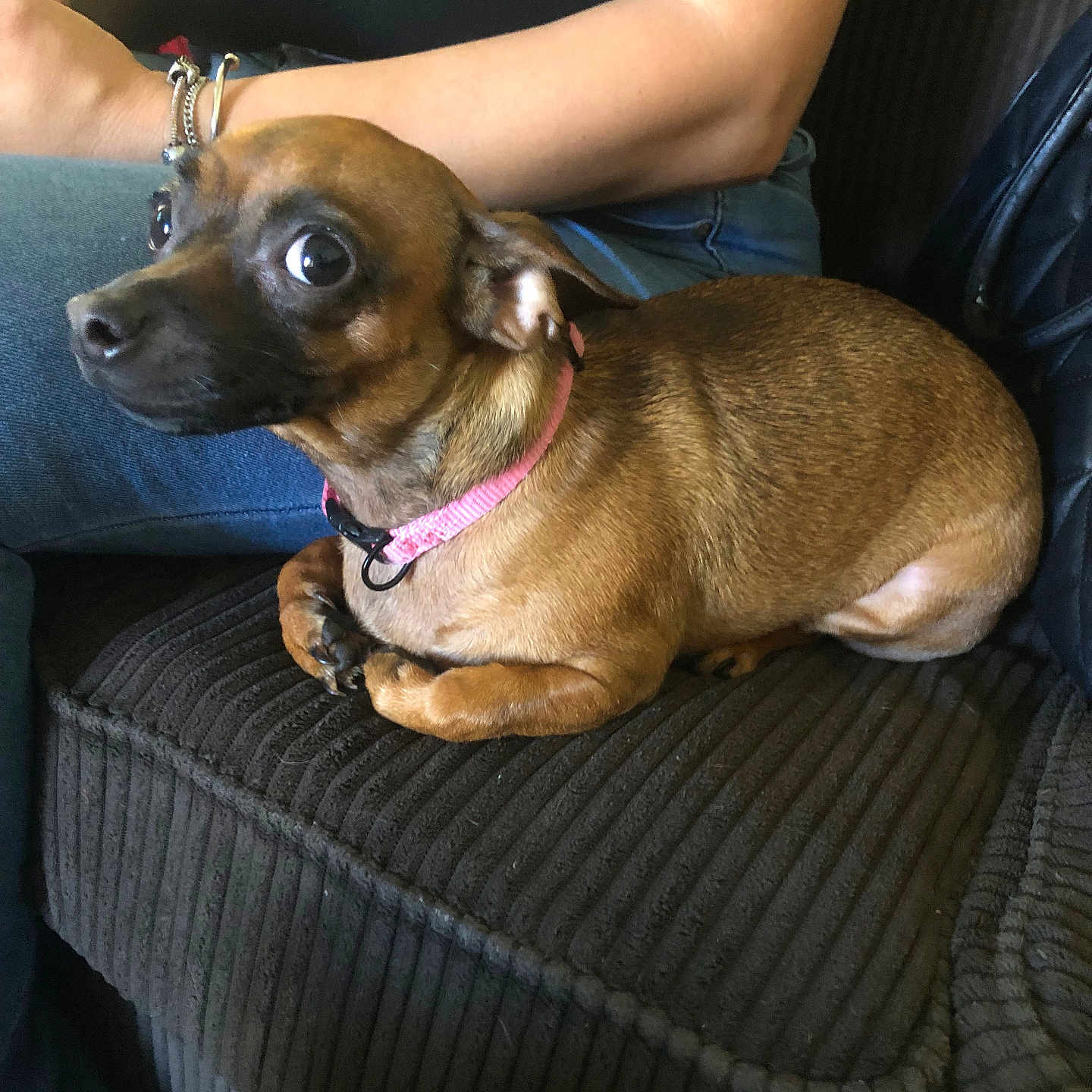 Ramona Flowers joined the competition — help win amazing prizes! dog, small_dog, brown_dog, pink_collar, couch, ribbed_couch, person, arm, jeans, black_shirt, indoor, pet, animal, wide_eyes, curled_up, resting, cozy, furniture, companion, domestic