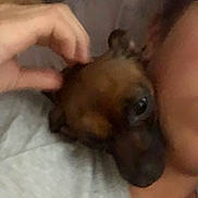 Ramona Flowers is registered to the contest to win money with this photo: animal, blur, brown, close_up, comfort, companion, cozy, cuddle, dog, face, friendship, fur, hand, indoor, intimate, person, pet, resting, skin, soft