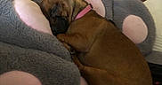 Ramona Flowers joined the competition — help win amazing prizes! dog, sleeping, brown_dog, cushion, gray_cushion, pink_accents, indoor, furniture, bedroom, decor, wall_art, cozy, resting, pet, collar, cute, animal, relaxing, home, nap