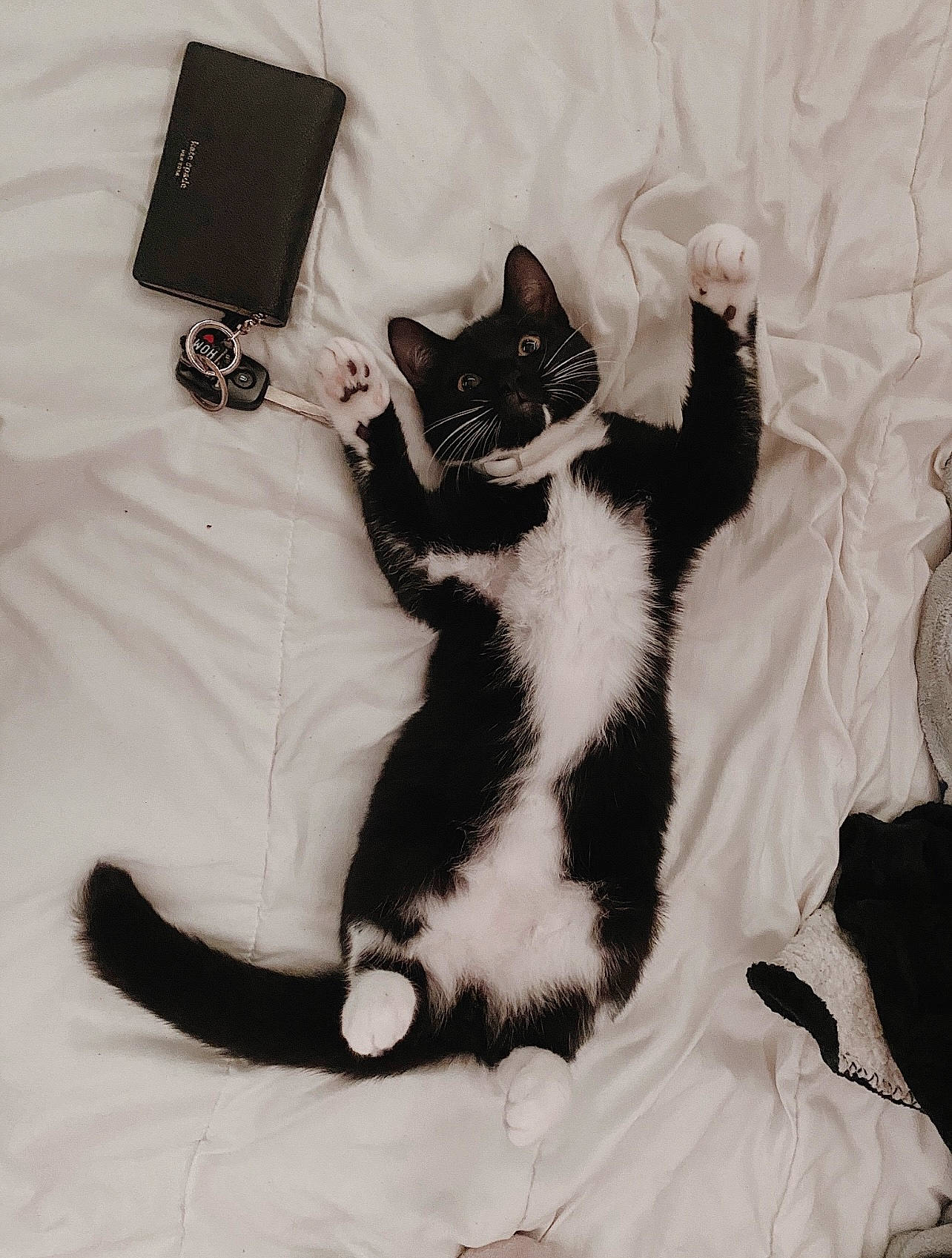 Houdini is registered to the contest to win money with this photo: black_cat, carnivore, cat, claw, comfort, domestic_short_haired_cat, eye, fashion_accessory, felidae, formal_wear, fur, gesture, linens, monochrome_photography, paw, sleeve, small_to_medium_sized_cats, snout, tail, whiskers