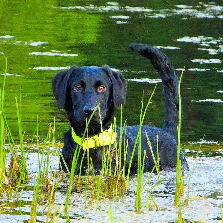 Buddy