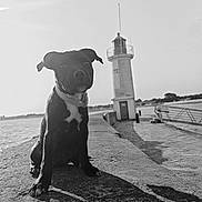 Aqua a rejoint le concours — aidez-le/la à gagner de superbes lots ! dog, puppy, black_and_white, lighthouse, water, pier, outdoor, sunlight, shadow, collar, sky, stone, animal, pet, nature, coast, calm, landscape, quiet, daytime