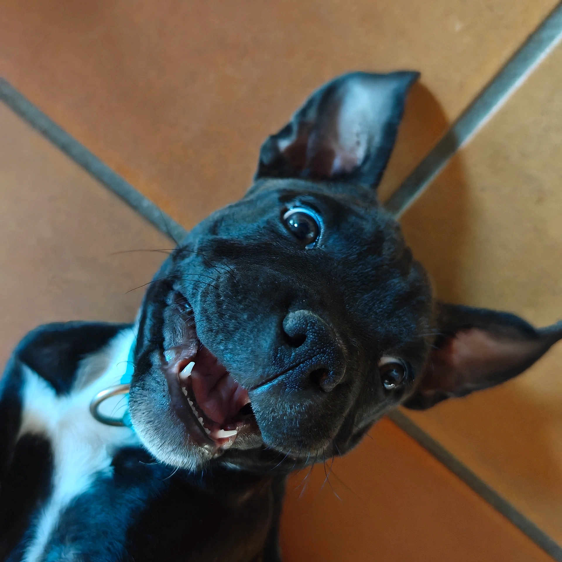 Aqua