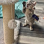 kitten, cat, tabby_cat, scratching_post, toy, fluffy, paws_up, playful, surprised, whiskers, indoor, hardwood_floor, blanket, pet, standing, ears_up, furniture, cute, vertical_photo, floor_mat